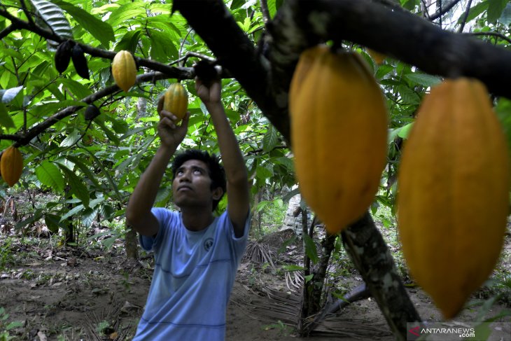 Target produksi buah kakao