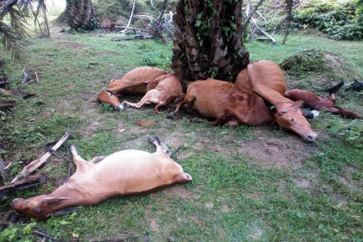 Tujuh ekor lembu warga Padang Tualang Langkat mati disambar petir