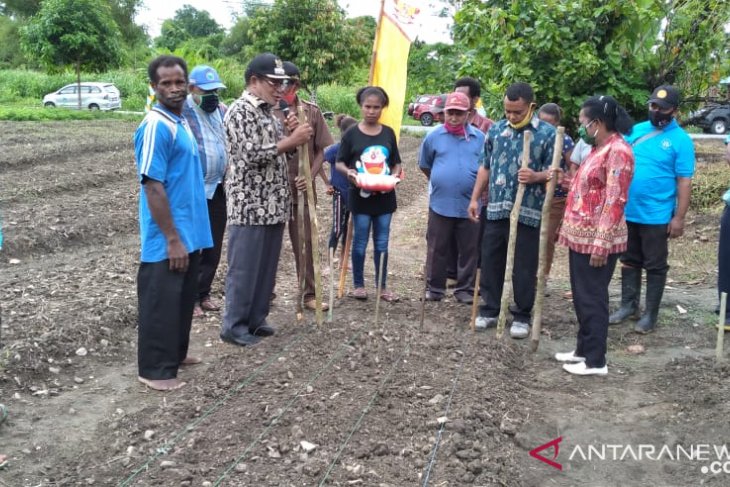 Bupati Wondama buka penanaman perdana padi ladang milik warga lokal