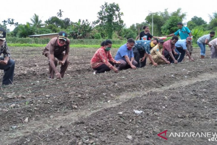 Petani lokal di Teluk Wondama mulai kembangkan padi gogo