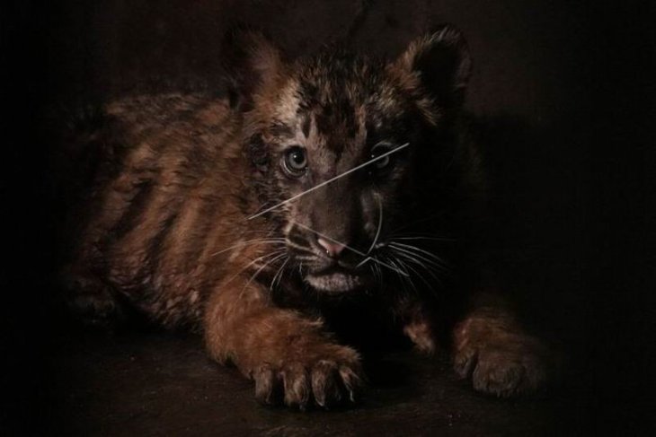 Anak harimau benggala