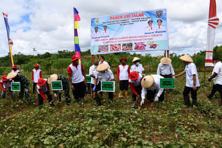 Gubernur Mandacan bersama petani Kabupaten Sorong panen umbi-umbian