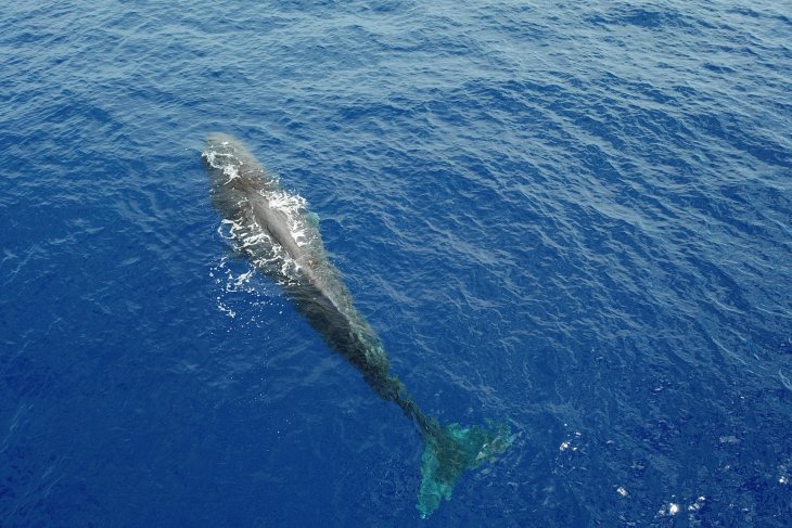Tim peneliti China temukan 11 spesies paus