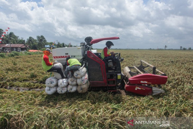 Panen raya di area lumbung pangan nasional hasilkan 12 ton padi
