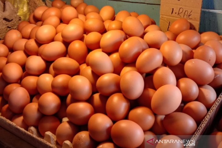Harga telur ayam ras di Ambon normal dan bervariasi
