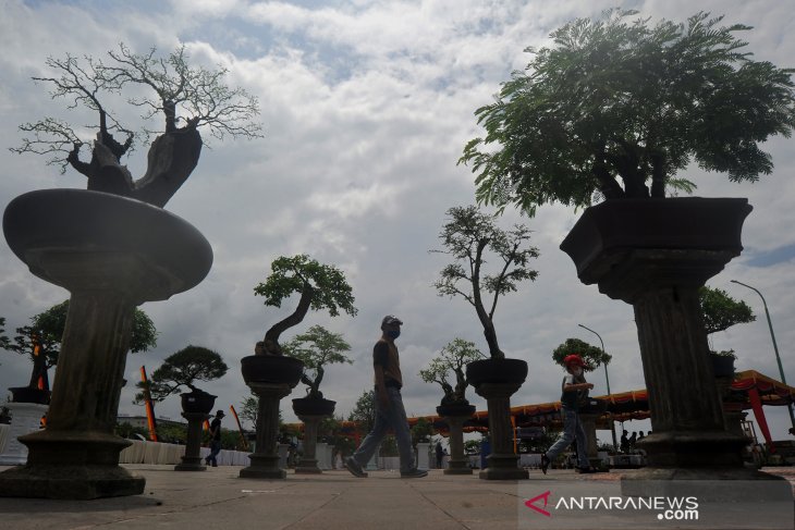 Pohon bonsai dijual hingga Rp50 juta per buah