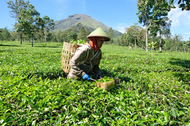 Mengangkat lagi tradisi minum teh - ANTARA News Jawa Barat