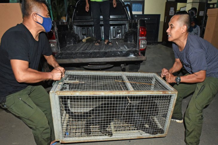 Macan tutul ditangkap karena masuk perkampungan