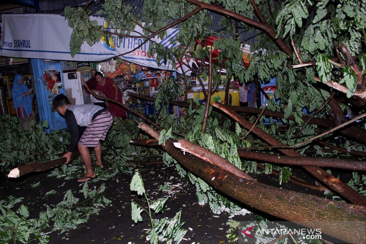Pohon tumbang akibat angin kencang di Gowa