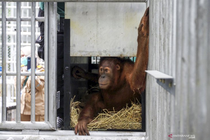 Repatriasi Orangutan dari Thailand ke Indonesia