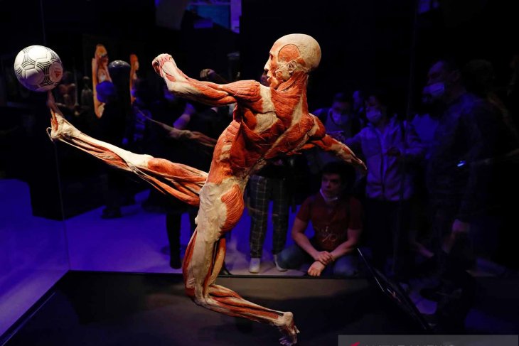 Pameran anatomi tubuh manusia
