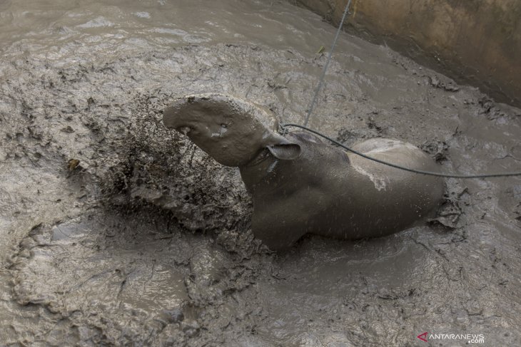 Seekor tapir tercebur ke kolam ikan milik warga