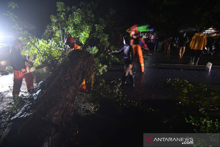 Pohon tumbang akibat hujan dan angin kencang di Palu
