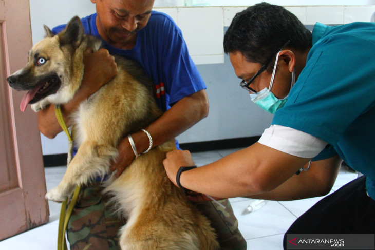 Vaksin rabies gratis di Malang