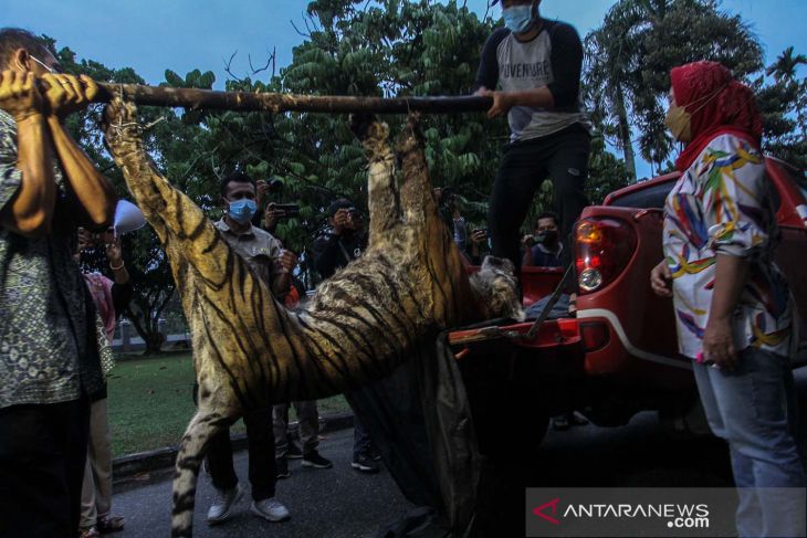 Harimau Sumatera mati terjerat di Riau