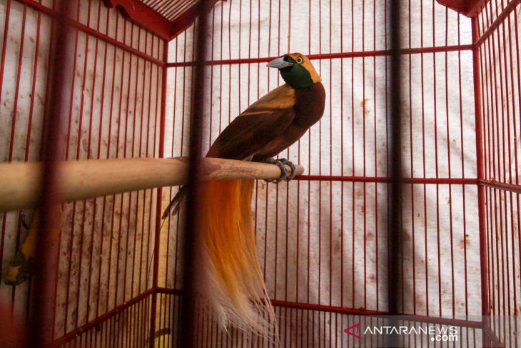 Pengungkapan perdagangan burung dilindungi dari Papua
