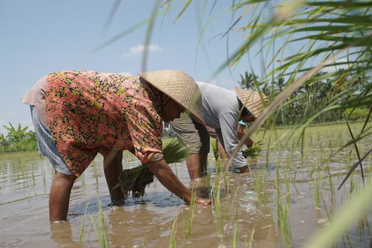 Indonesia should champion investment for small-scale farmers at G20