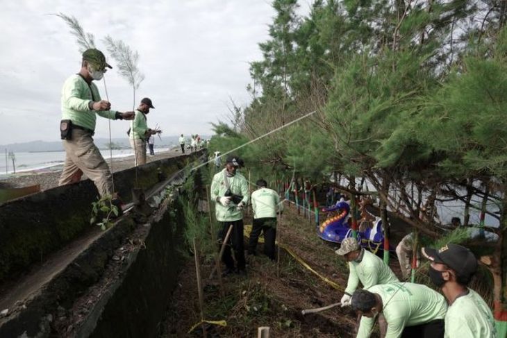 Penanaman pohon cemara laut