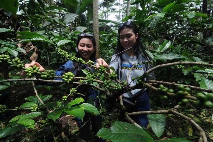 Wisata kebun kopi di kaki Gunung Merbabu