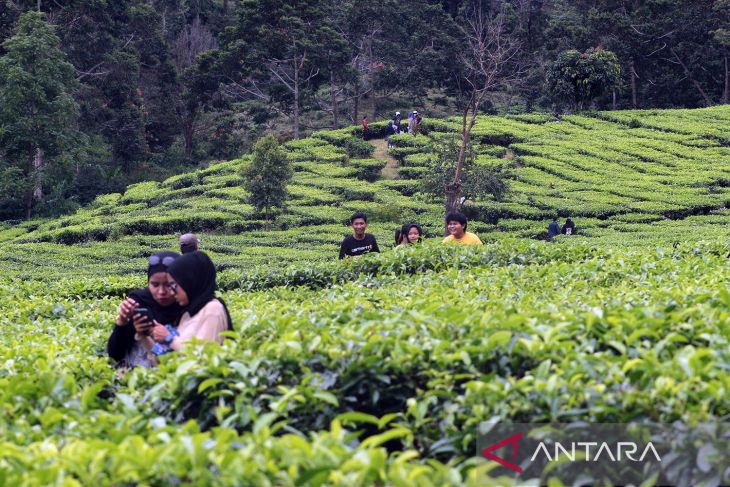 Wisatawan serbu kebun teh di Puncak saat liburan hari raya Nyepi