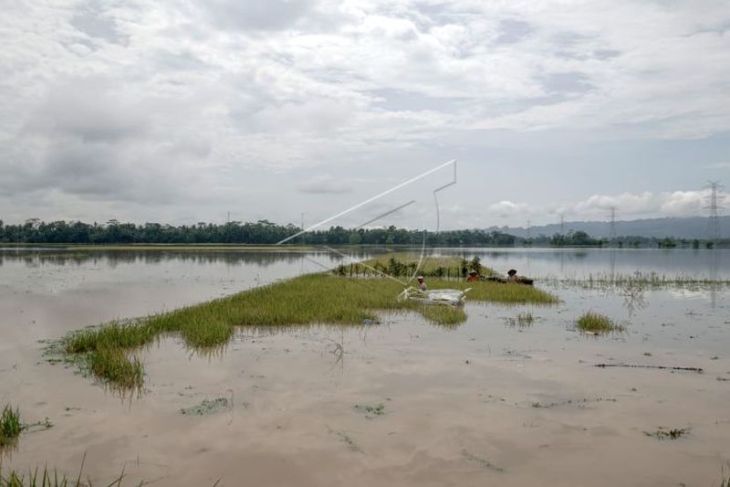 Padi siap panen rusak terendam banjir