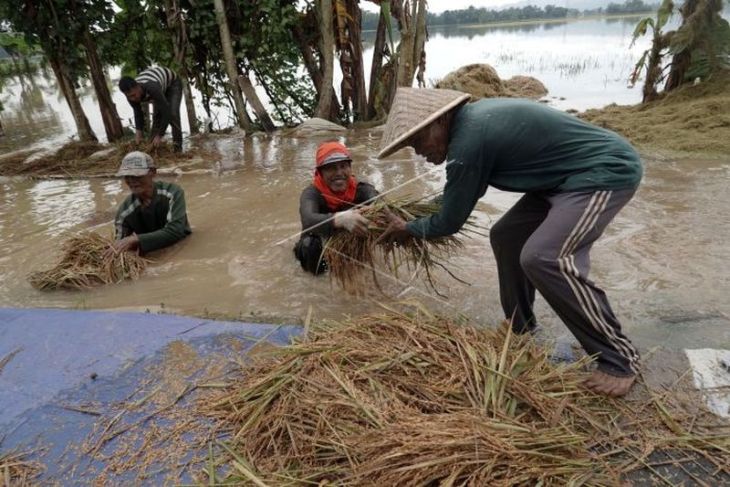 Padi siap panen rusak terendam banjir