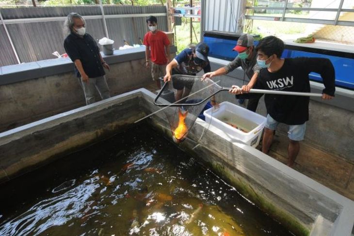 Mahasiswa belajar kewirausahaan budi daya ikan koi