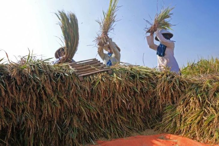 Potensi penyerapan beras petani