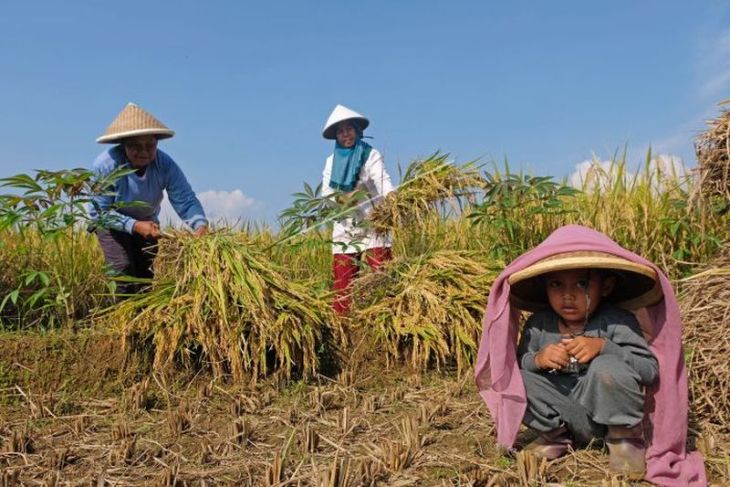 Potensi penyerapan beras petani