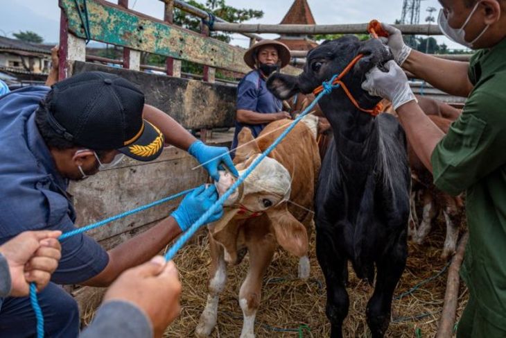 Pemeriksaan penyakit mulut dan kuku hewan