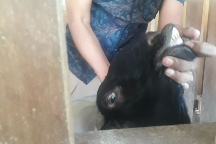 Pemkot Kediri larang transaksi ternak dari luar daerah