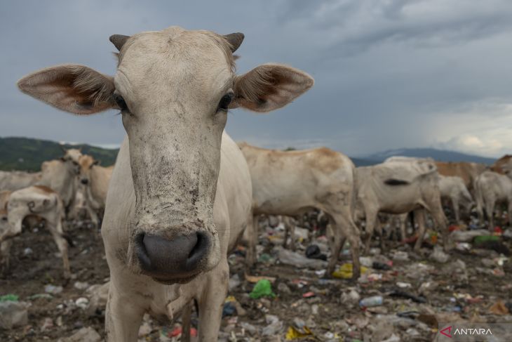 Imbauan mengandangkan ternak sapi untuk cegah penyebaran wabah PMK