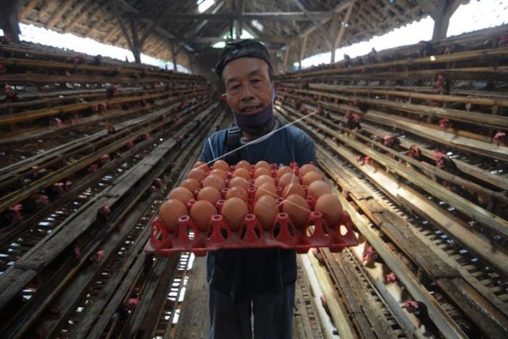 Harga telur ayam