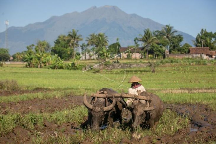 Membajak sawah dengan kerbau