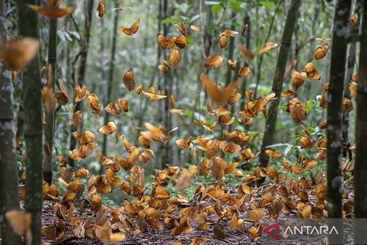 Tontonan ekologis langka dari lembah kupu-kupu di Yunnan