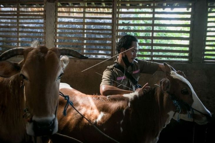 Vaksinasi penyakit mulut dan kuku sapi