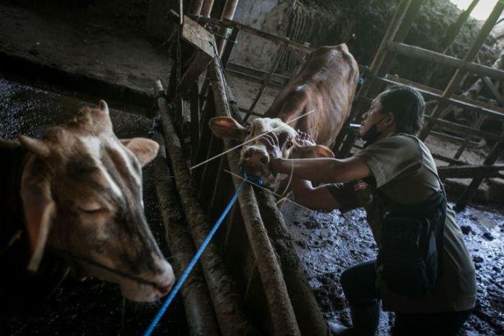 Vaksinasi penyakit mulut dan kuku sapi