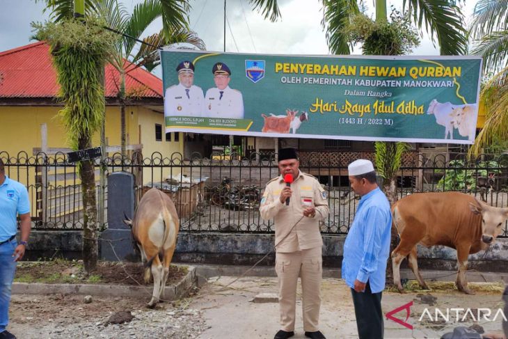 Pemkab Manokwari salurkan 100 ekor sapi kurban