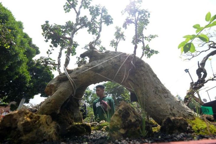 Kontes dan pameran bonsai