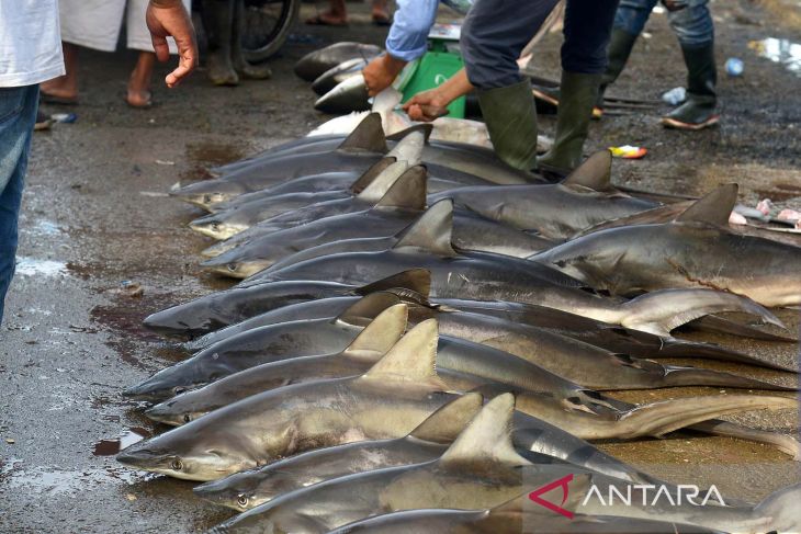 Ikan hiu masih terus diburu nelayan di Aceh
