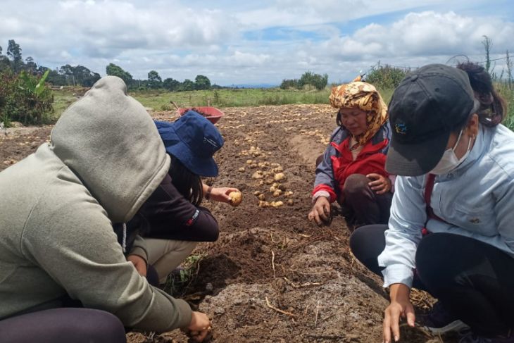 Alumni Polbangtan Kementan kawal panen kentang di Food Estate Humbahas