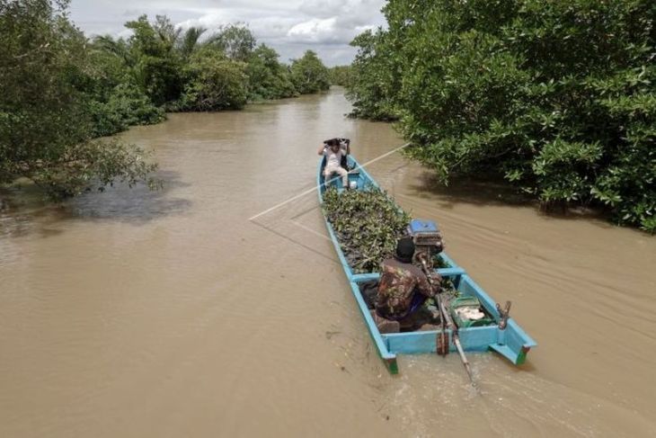 Konservasi mangrove di Segara Anakan