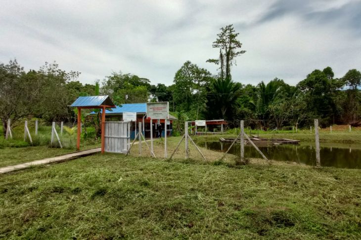 Pertamina lindungi habitat rusa timor di Sorong