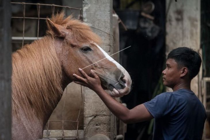 Perawatan kuda untuk acara kirab pernikahan putra bungsu Presiden Jokowi