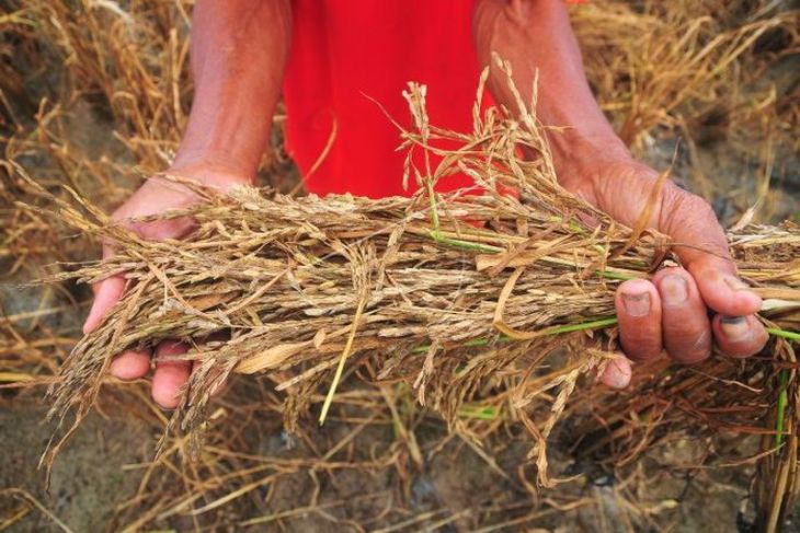 Ribuan hektare tanaman padi gagal panen