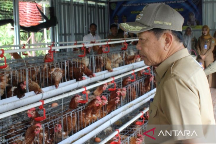 Disnaker Tapin buka bisnis ayam petelur tekan inflasi