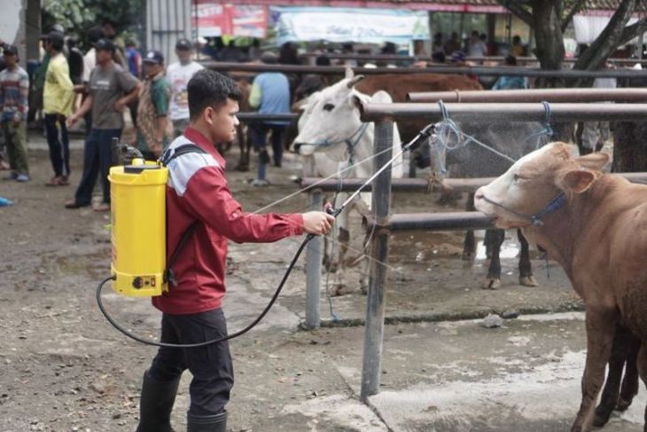 Jual beli sapi turun akibat penyakit LSD