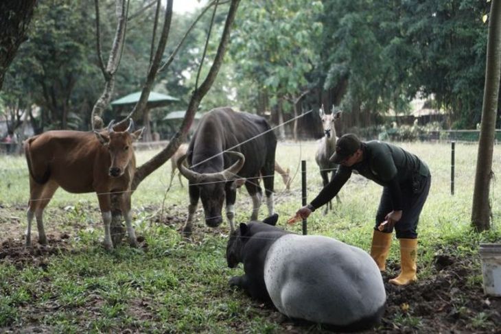 Revitalisasi tahap kedua Solo Safari