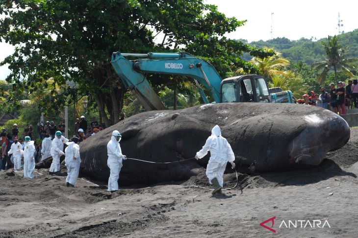 Evakuasi paus sperma yang terdampar di Bali