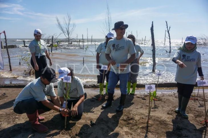 Penanaman bibit bakau di Pekalongan